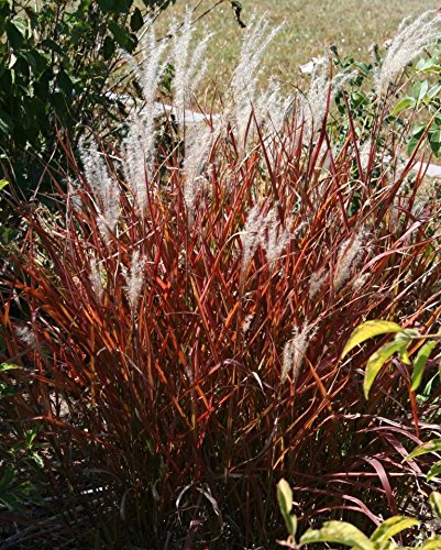 Ornamental Grass Seeds9733 Flame Grass9733 Miscanthuslsquopurpurascens&rsquo9733 20 Seeds