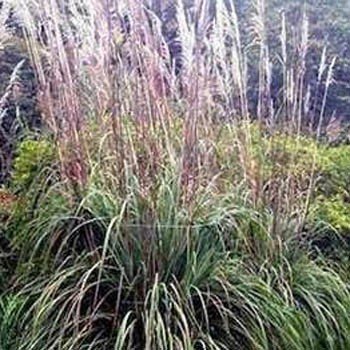 Outsidepride Plume Ornamental Grass - 250 Seeds