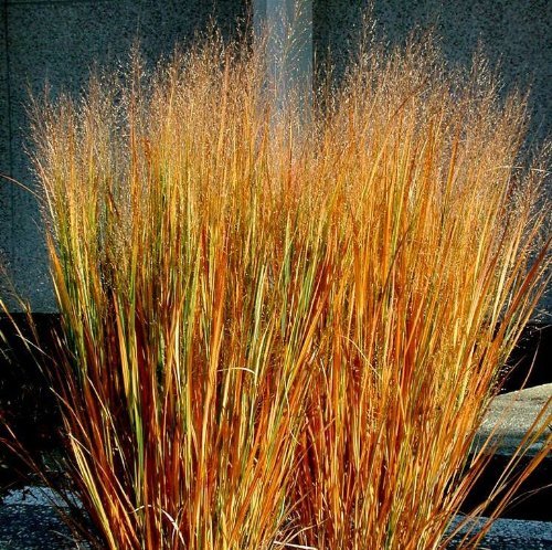 Panicum Virgatum Dacotah Switch Ornamental Grass - 100 Seeds