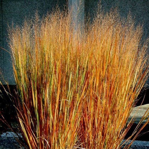 Panicum Virgatum Dacotah Switch Ornamental Grass - 100 Seeds