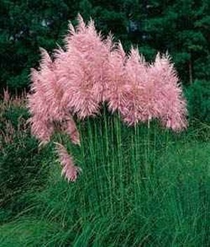 Pink Pampas Ornamental Grass - C selloana rosea- 4 plant