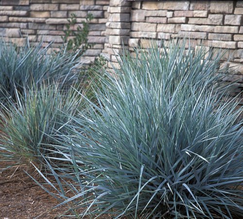 Powder Blue Ornamental GRASS Festuca Ovina Glauca  30-Perennial Ground Cover Seeds