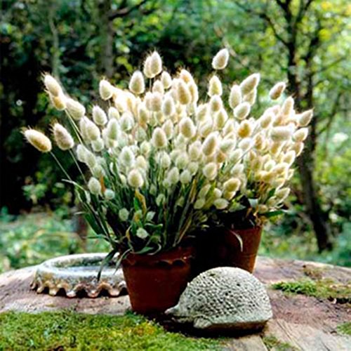 Seeds Bunnys Tails - Hares Tail Lagurus ovatus Ornamental Grass