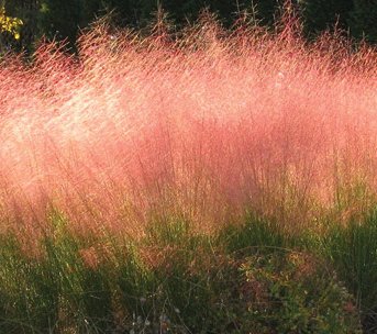 Spectacular Pink Muhly Ornamental Grass Seeds
