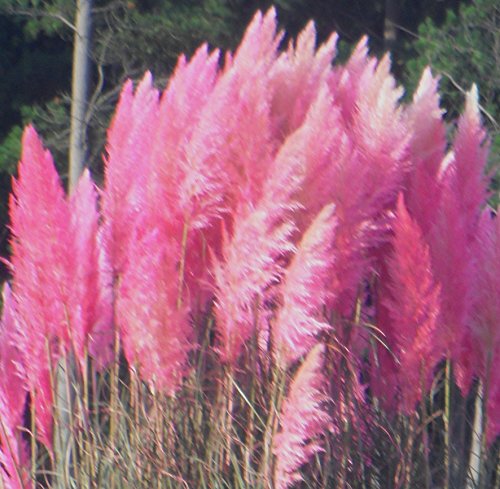 Spectacular Pink Pampas Ornamental Grass Seeds