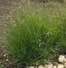 The Dirty Gardener Blue Grama Native Ornamental Grass - 1 Pound