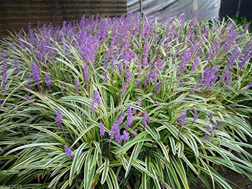 10 Monkey Grass Seed - Lily Turf - Liriope Muscari - Ornamental Shade Perennial