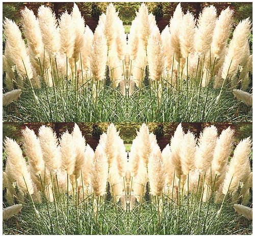 100 White Pampas Grass Seeds Ornamentalamp Decor ~ Perennial In Zones 7 - 10