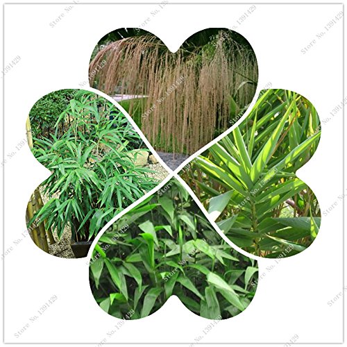 2016 NewTiger Grass seedsThysanolaena maxima  looks like bamboo Rare Perennial ornamental Grass Hot selling