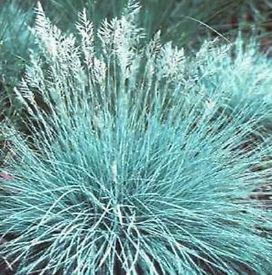 3 Plants Blue Fescue Dwarf Ornamental Grassndash Deer Proof - Perennial