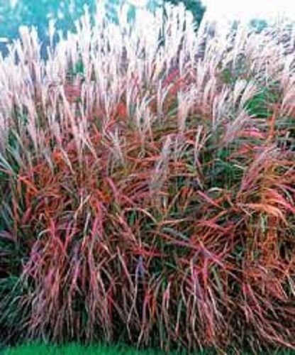 30 Miscanthus Flame Grass Ornamental Grass  Hardy Perennial