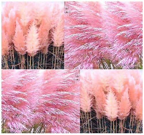 4 Packs X 100 Pink Pampas Grass Seeds - Ornamental Food 4 Grazing - Feather Duster - Perennial In Zones 7 - 10