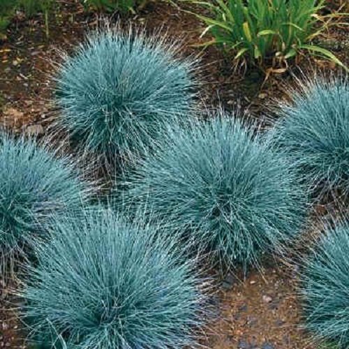 50 Blue Fescue Ornamental Grass  Perennial Festuca  Drought Tolerant  Sun Or Shade