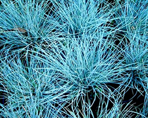 50 Festuca Blue Fescue Ornamental Grass  Drought Tolerant Perennial
