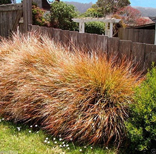 50 Seeds Stipa Seeds - Pheasant Tails New Zealand Wind Grass Perennial Ornamental Grass