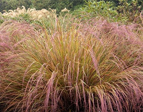 50 Stipa Pheasant Tail Ornamental Grass  Drought Tolerant Perennial