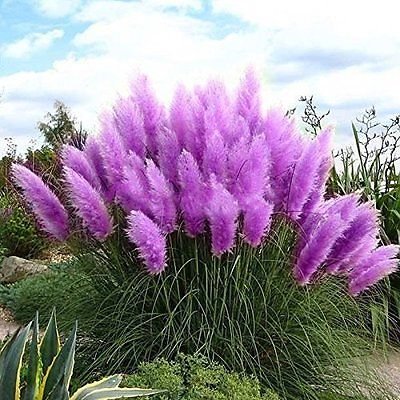 6 PURPLE PAMPAS GRASS RARE PLUS 1 PURPLE LILAC PERENNIAL ORNAMENTAL GRASS