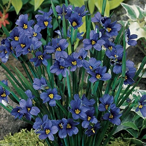 Blue eyed Grass - 100 Seeds Sisyrinchium bellum-Perennial Ornamental Grass