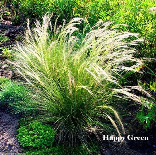 FEATHER GRASS - 10 seeds - Stipa Pennata - PERENNIAL ORNAMENTAL GRASS