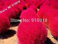 Grass Seeds Perennial 100pcs Grass Burning Bush Kochia Scoparia Seeds Red Garden Ornamental Easy Grow