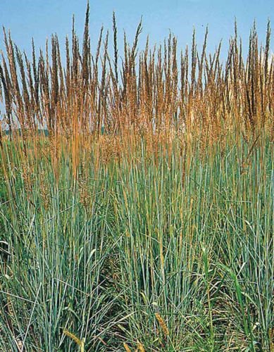 Indian Grass Perennial Ornamental 400 Seeds Groco