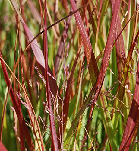SeedsBulbsPlants&More Pancium Shenandoah Perennial Ornamental Grass Plant