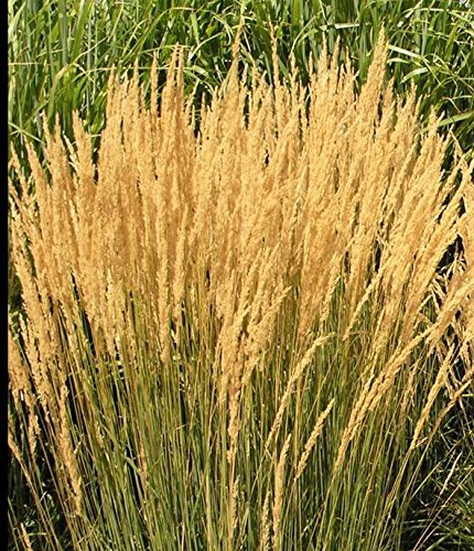 Seedsbulbsplants&ampmore Calamagrostis Karl Foerster Perennial Ornamental Grass Plant