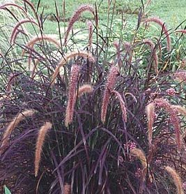 Seedsbulbsplants&ampmore Pennesetum Purple Fountain Grass Perennial Ornamental Grass Plant