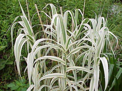 Seedsbulbsplants&ampmore Miscanthus Variegatus Reed Grass Arundo Donax Perennial Ornamental Grass Plant