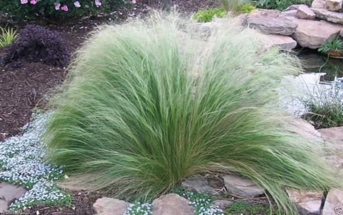 Stipa tenuissima Seeds - Mexican Feather Grass Perennial Ornamental Grass