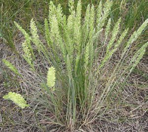 june grass PERENNIAL ORNAMENTAL 250 Seeds