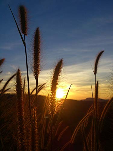 Home Comforts Flowering Grass Sunset Sun Vivid Imagery Laminated Poster Print 11 x 17