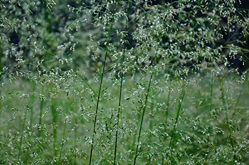 Home Comforts Herbs Flowering Grass Forest Summer Vivid Imagery Laminated Poster Print 24 x 36