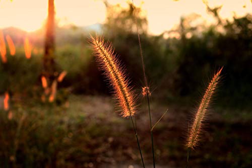 ING Wall Art Print on Canvas32x21 inches- Flowering Grass Mead Nature Grass by Nature