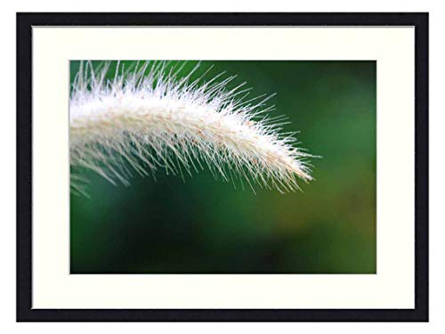 Wall Art Print Wood Framed Home Decor Picture Artwork24x16 inch - Flowering Grass Nature A Blade of Grass by Nature