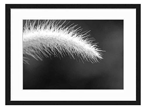 Wood Framed Canvas Artwork Home Decore Wall Art Black White 20x14 inch - Flowering Grass Nature A Blade of Grass by Nature