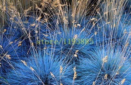 AGROBITS 100 pcs Grass Seeds Purple Fescue Fesnea Glauca Ornamental Grass Seeds Rare Gourd Cover Grass Seeds for DIY Home Garden