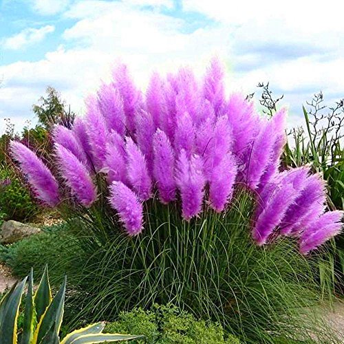 Escolourful Pampas Grass Seeds 100 Capsules Organic Flower Plant Seeds for Home Garden Yard Decor Pink Yellow White Purple