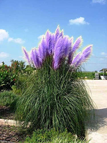 New Rare Impressive Purple Pampas Grass Seeds Ornamental home garden Plants Flowers seeds Cortaderia Selloana 600PCS bonsai pot