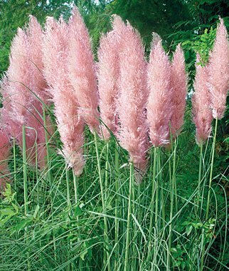 GRP~PINK PAMPAS GRASS~Seed~~~~Glorious in the Breeze