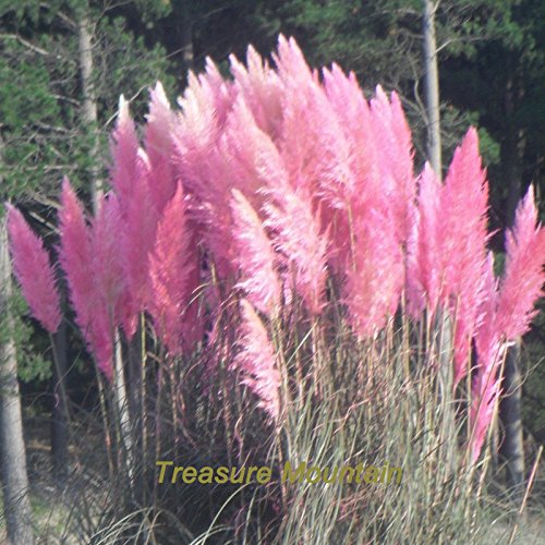 1 Professional Pack 100 seeds  pack Pink Pampas Grass Cortaderia Selloana Ornamental Showy Grass NF223