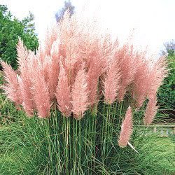 200 Ornamental Pink Pampas Grass Cortaderia Selloana Seeds