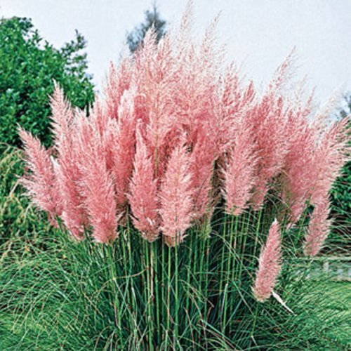 300 Ornamental PINK PAMPAS GRASS SEEDS FLOWERING PERENNIAL HUGE BLOOMS