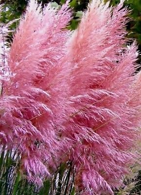 50 Ornamental Perennial Grass Seed - Pampas Grass -quotpink&quot Tall Feathery Blooms