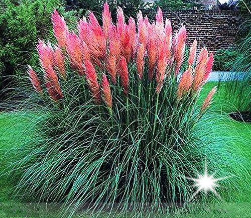 Adb Inc Heirloom Pink Impressive Pampas Grass Seeds