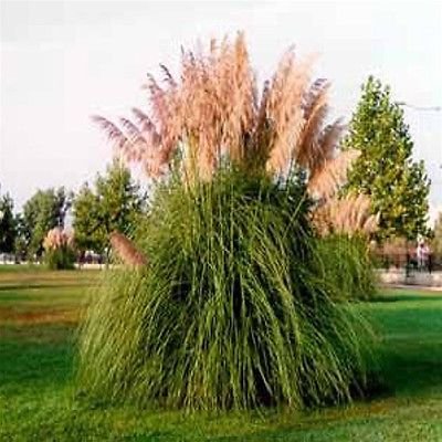 Cortaderia selloana rosea ~ Pink Pampas Grass ~ Live Starter Plant