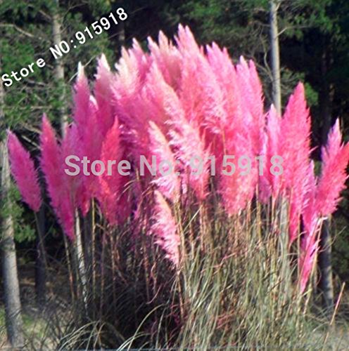 Grass seeds 400 Impressive PINK PAMPAS GRASS Cortaderia Selloana Seeds Garden decoration