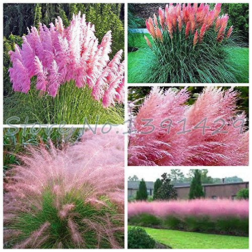 Grass seeds 400 Impressive PINK PAMPAS GRASS Cortaderia Selloana Seeds Garden decoration DIY