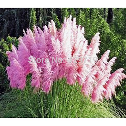 Grass seeds 400 Impressive PINK PAMPAS GRASS Cortaderia Selloana Seeds Garden decoration DIY