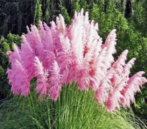 Ornamental PINK PAMPAS GRASS Cortaderia Selloana Seeds T16